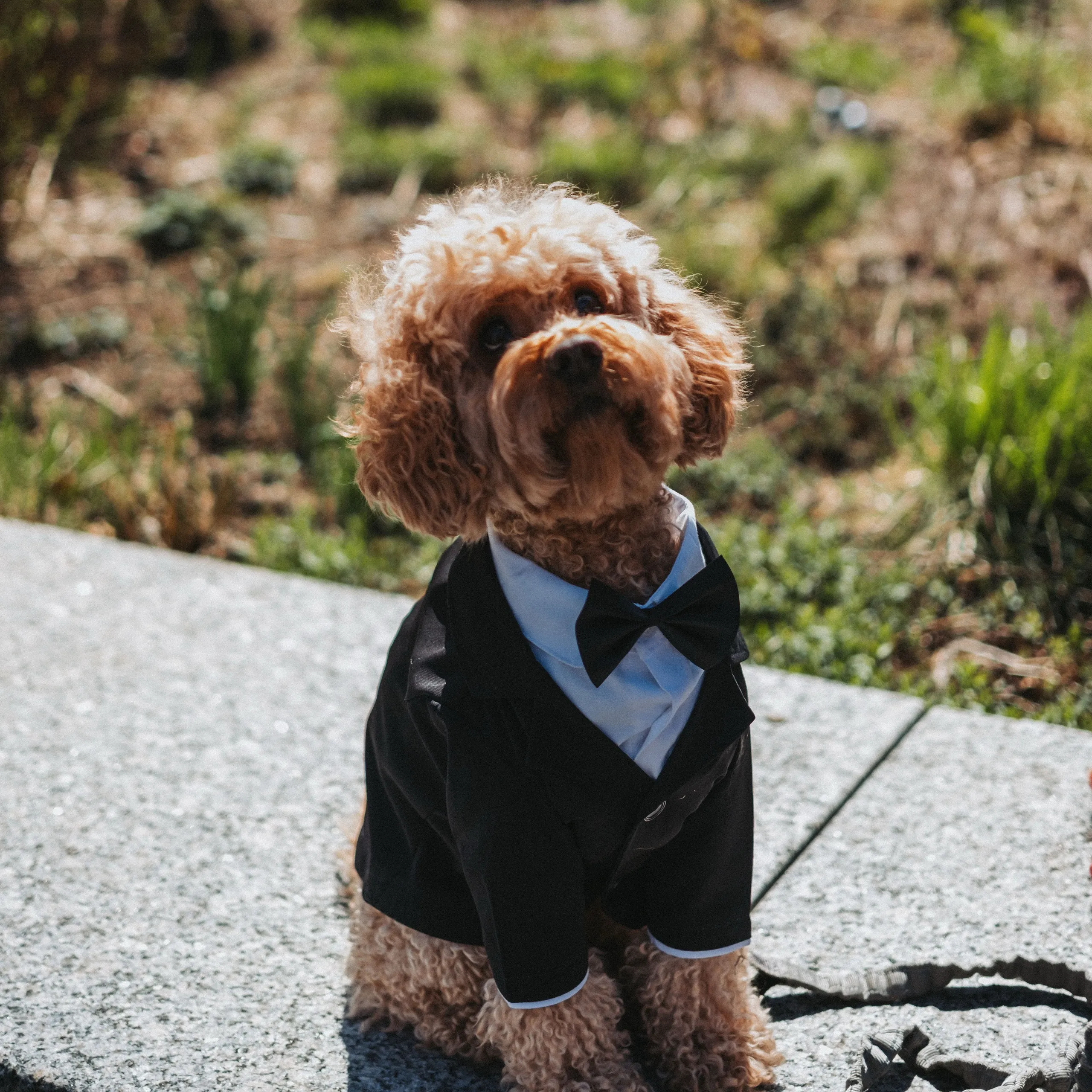 Preet + Roxana, University of Toronto, Toronto photography by AD Photography